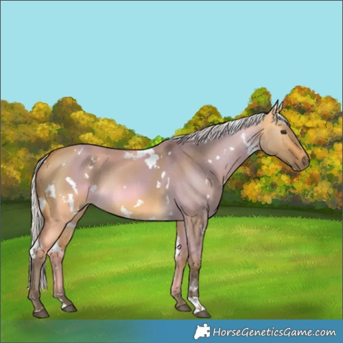 Horse Color:White Spotted Silver Buckskin Dun 