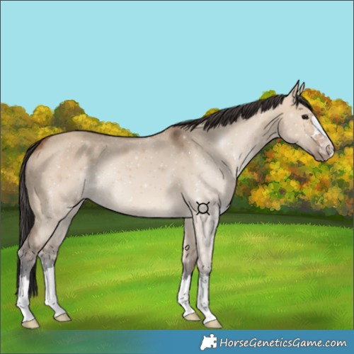 Horse Color:Bay Dun 