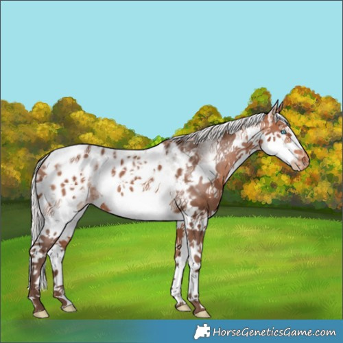 Horse Color:White Spotted Silver Brown Splash Blanket Rabicano 