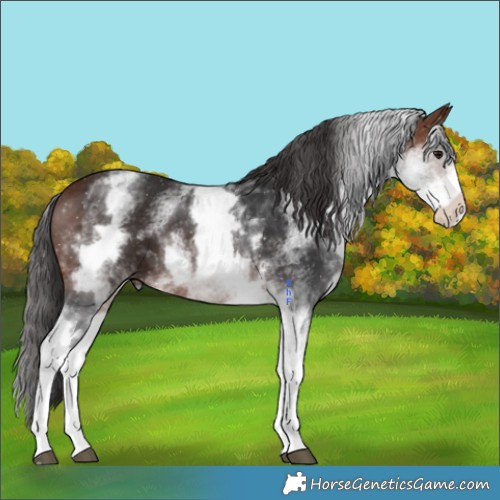 Horse Color:White Spotted Bay 