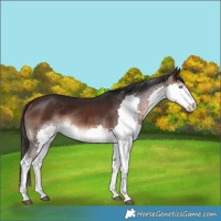 Horse Color:Brown Splash Rabicano 