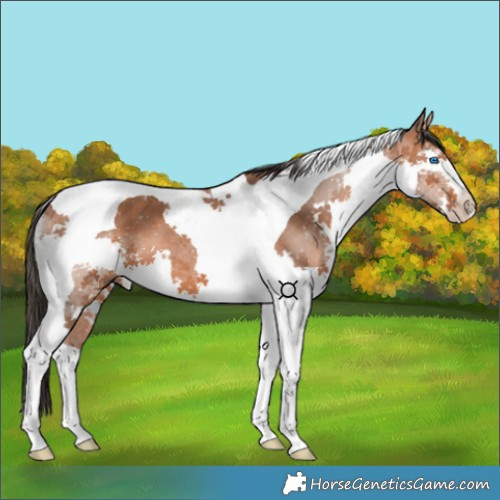 Horse Color:Bay Splash Tobiano 
