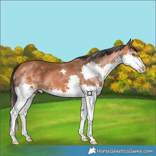 Horse Color:Bay Splash 