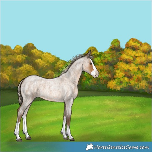 Horse Color:Chocolate Palomino Roan Splash 