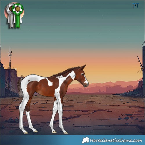 Horse Color:Gray Chocolate Bay Tobiano 