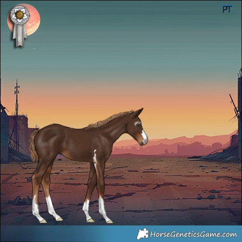 Horse Color:Gray Chestnut 