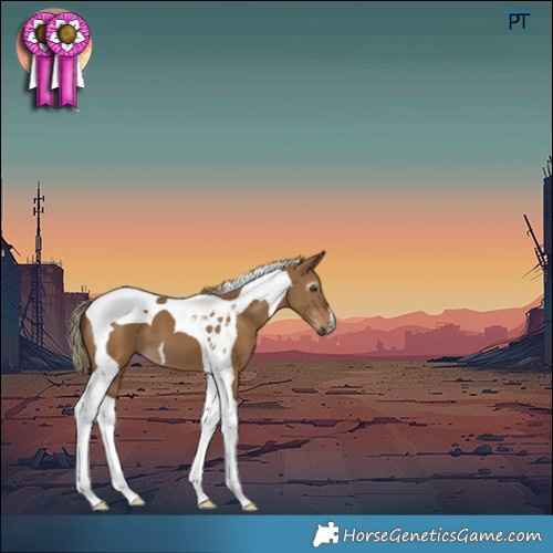 Horse Color:Gray Red Dun Tobiano 