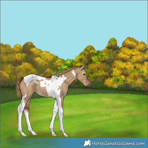 Horse Color:Gray Red Dun Tobiano 