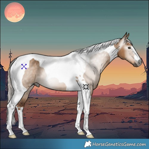 Horse Color:Gray Red Dun Tobiano