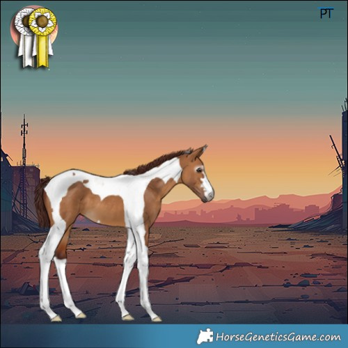 Horse Color:Gray Chocolate Bay Dun Tobiano 