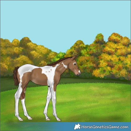 Horse Color:Gray Red Dun Tobiano