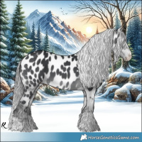 Horse Color:Brown Chinchilla Appaloosa 