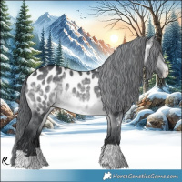 Horse Color:Brown Chinchilla Appaloosa 