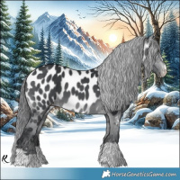 Horse Color:Brown Chinchilla Appaloosa 