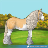 Horse Color:Palomino Splash Appaloosa 
