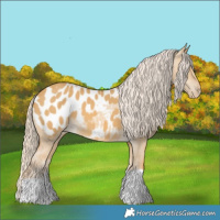 Horse Color:Palomino Dun Appaloosa 