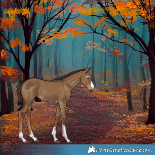 Horse Color:Gray Red Dun