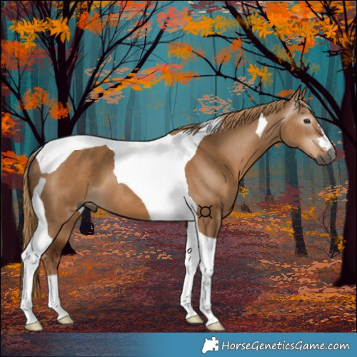 Horse Color:Gray Red Dun Tobiano 