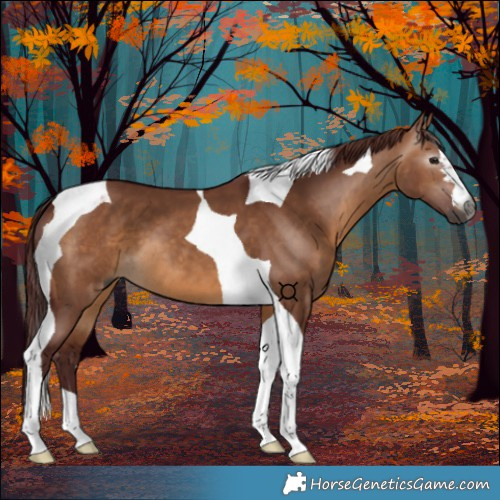 Horse Color:Gray Chocolate Bay Dun Tobiano