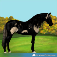 Horse Color:Void Buckskin Splash Tobiano Appaloosa 