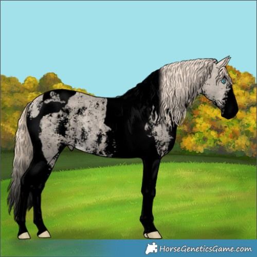 Horse Color:Void Perlino Sabino Tobiano 