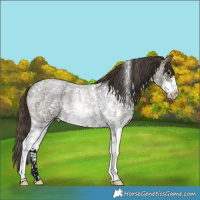 Horse Color:Midnight Buckskin Roan Sabino