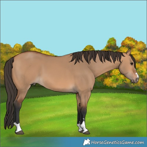 Horse Color:Bay Dun