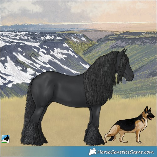 Horse Color:Black 