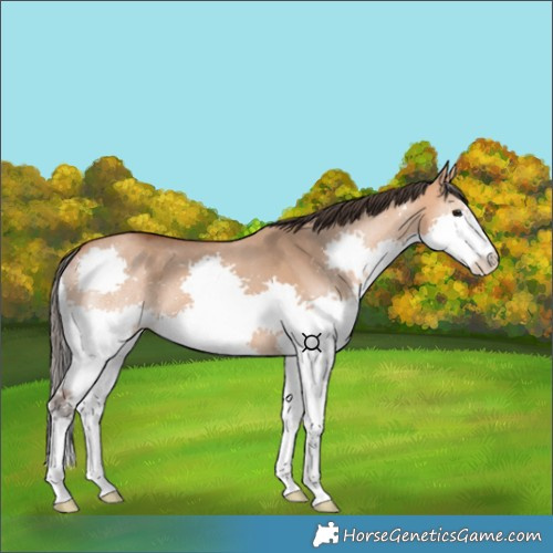 Horse Color:Bay Dun Splash