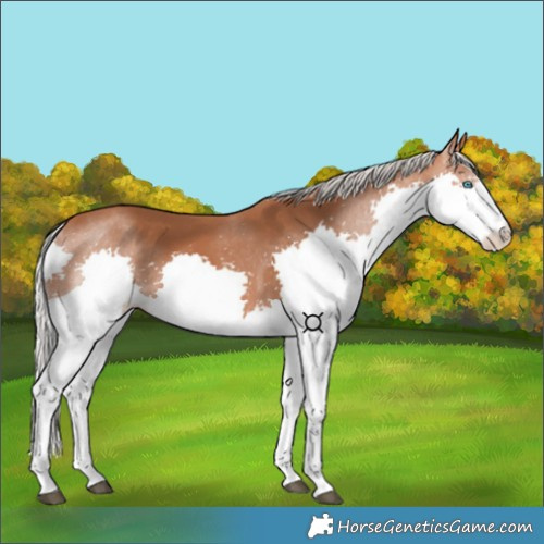 Horse Color:Silver Bay Splash 