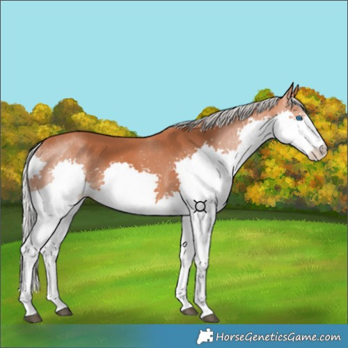 Horse Color:Silver Bay Splash 