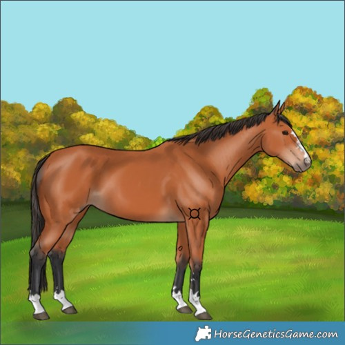 Horse Color:Bay 