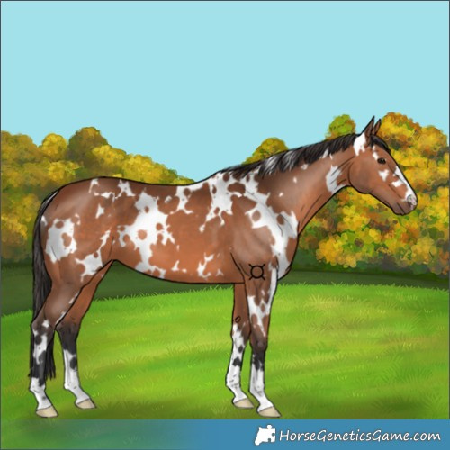 Horse Color:White Spotted Bay 