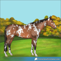 Horse Color:White Spotted Bay 
