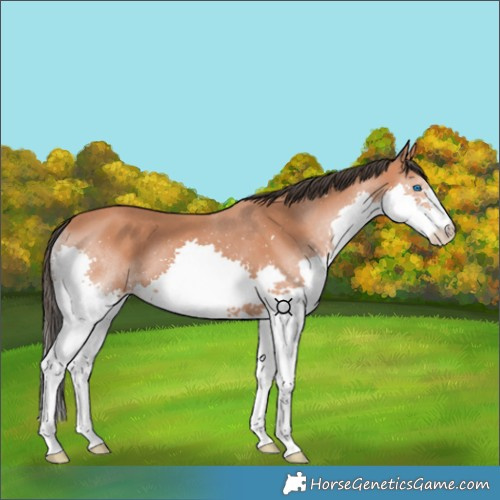 Horse Color:Bay Splash 