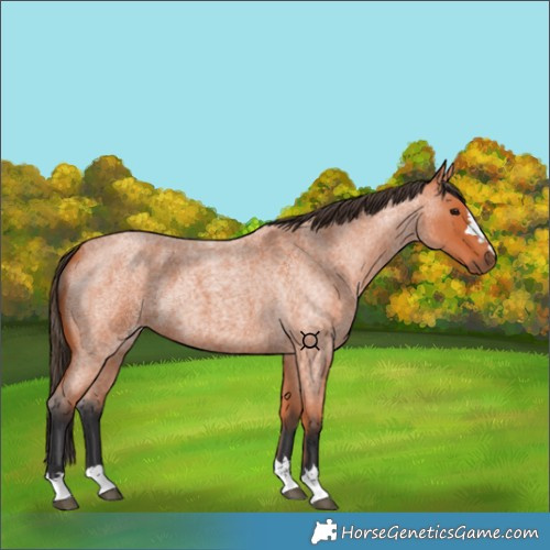 Horse Color:Bay Roan