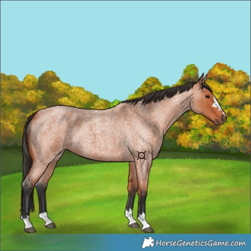 Horse Color:Bay Roan 