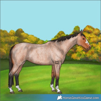 Horse Color:Bay Roan 