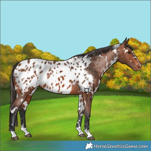 Horse Color:White Spotted Bay Near Leopard 