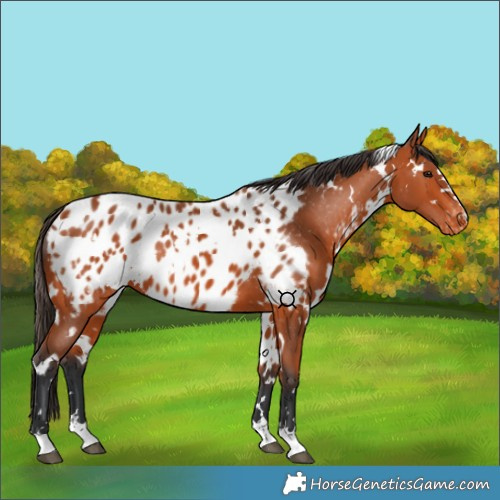 Horse Color:White Spotted Bay Appaloosa