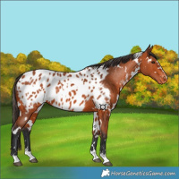 Horse Color:White Spotted Bay Appaloosa 