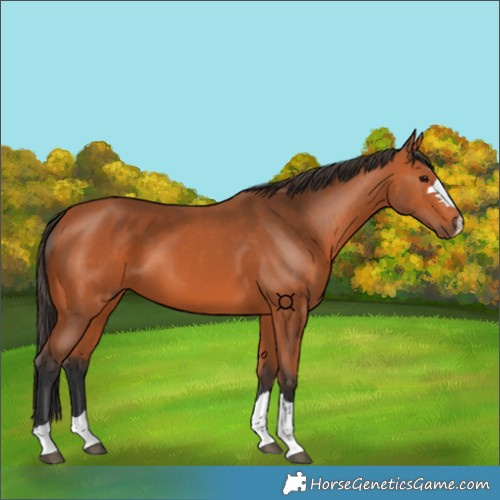 Horse Color:Bay 