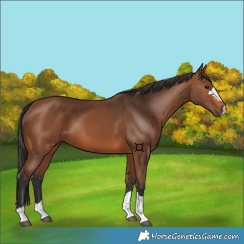 Horse Color:Bay 