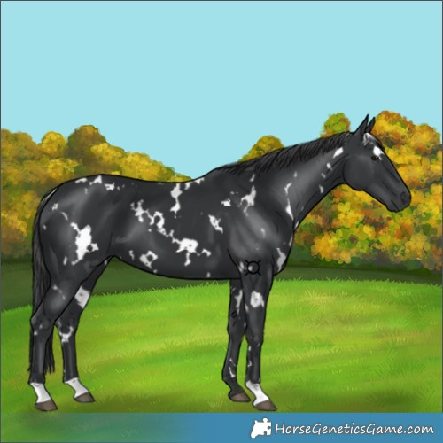 Horse Color:White Spotted Black 