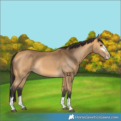 Horse Color:Buckskin 