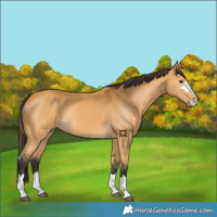 Horse Color:Buckskin 