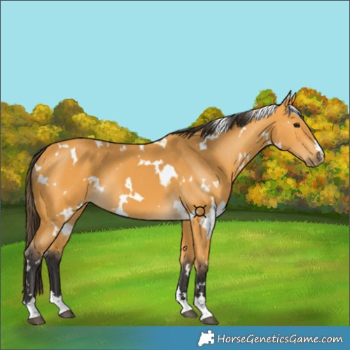 Horse Color:White Spotted Buckskin 