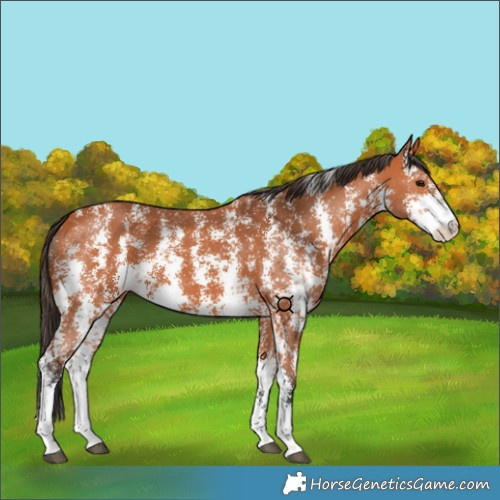 Horse Color:Bay Sabino 