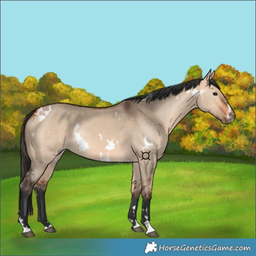 Horse Color:White Spotted Bay Dun 