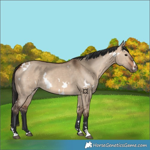 Horse Color:White Spotted Bay Dun 